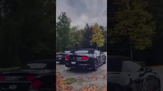 Canada Viral Mustang Youtube Yutubeshorts 