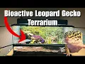 I Transformed My Leopard Gecko s Tank into a Bioactive Terrarium Full Build
