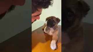 نه به حیوان آزاری کمک به حیوانات فندوق توله سگ اسیب دیده 