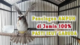 Download TRUCUK GARUDA, AMPUH UNTUK PANCINGAN TRUCUK AGAR CEPAT GARUDA MP3