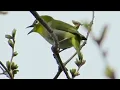 Download Lagu Kicauan Burung Pleci Gacor di Alam Bebas Bukpar