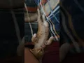 Download Lagu This  kitten layed out