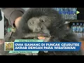 Download Lagu Bertemu Siamang di Puncak Gunung Geurutee Aceh Jaya, Sang Penyanyi Hutan Akrab dengan Wisatawan