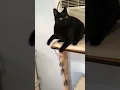 Download Lagu Angelina - Sweet black cat is looking for her furever home