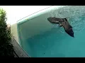 Download Lagu Rescuing a flying-fox in a pool enclosure:  this is Montpelier