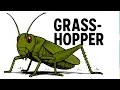 Your Life as a Grasshopper