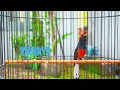 Download Lagu SUARA MURAI BATU NGUKLUK YANG KADANG JUSTU JADIKAN MURAI BATU BELAJAR BUNYI LANGSUNG NYAUT !!!