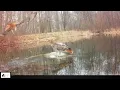 Red-Tailed Hawk and Coyotes Feeding on a Deer in a Pond