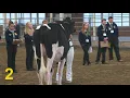 2018 National FFA Dairy Cattle Eval CDE Holstein Spring Yearlings Class 3