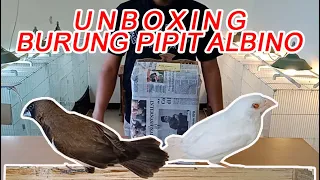 Download UNBOXING BURUNG PIPIT ALBINO MP3