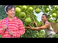 Download Lagu living in the forest, picking big guavas to sell at the market. CEO Ngoc helps Ly Tu Nga roof her