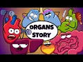 Daily Life of Human Organs Organismo