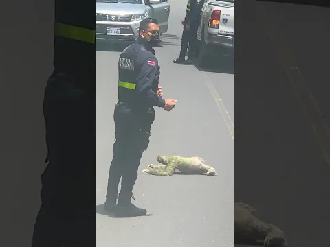 Police Stop Traffic To Help A Sloth Cross The Road