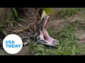 Florida Python Challenge What to know about the annual contest USA TODAY