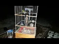 Pleci Lokal Muria gacor ngotot