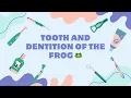 Frog Tooth Dentition Explained Acrodont Homodont Polyphyodont vs Human Tooth NEB CEE Biology