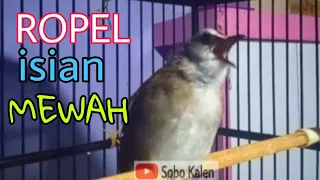 trucukan gacor ropel full isian berbagai macam suara burung