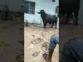 Download Lagu katta qurbani