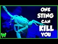 Download Lagu Meet America's Most Dangerous Arachnid - The Arizona Bark Scorpion