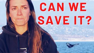 DESPERATE Entangled Whale Swam To Our Sailboat