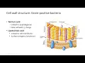 Bacterial Cell Walls Gram-Positive vs Gram-Negative