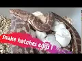SNAKE HATCHES its OWN EGGS - CrittaCam