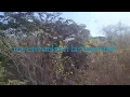 Cas con Sal - Canina / Letra