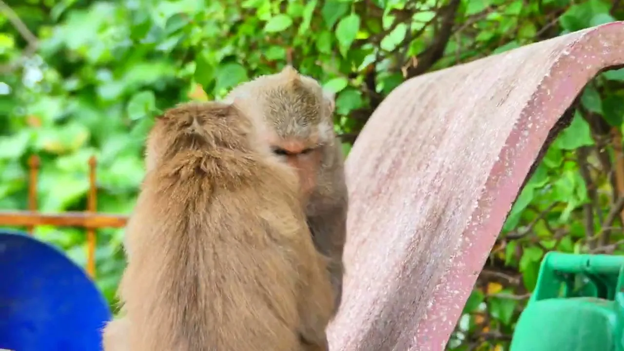 Cute baby monkey.ep1