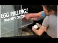 PYTHON EGG PULLING THROWBACK - 1ST TIME WE EVER PULLED EGGS