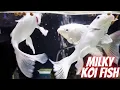 Download Lagu Milky Koi Fish - Heaven Fish😍|| Viral Video |  #koifish #koi #aquarium