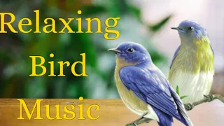 relaxing music with bird morning music deep sleep music relaxing music nature peaceful music
