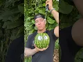 Download Lagu My watermelon went through it 🍉 #DontCrySweetie