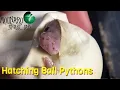 Hatching Ball Pythons