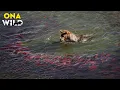 Download Lagu WILD ALASKA | The Salmon Run and the Grizzly’s Last Feast | #AnimalDocumentary