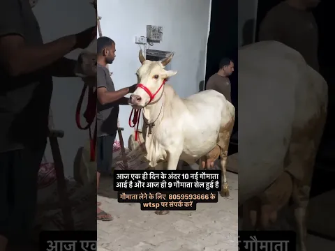करो दर्शन इस गौमाता के जिसकी पूजा होती है #harshchhikara @TheAmritDairy