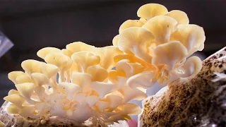 You Didn T Know Mushrooms Could Do All This National Geographic 