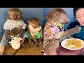 Download Lagu Daily Life Of A Baboon Family: The Baboon Wife Thinks Her Husband Is Really Heartwarming