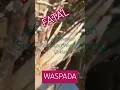 Download Lagu Berakibat fatal serangan wereng coklat jika di biarkan #vidioshortviral  #petani  #wereng #fyp
