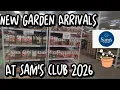 It s Here New Spring Bulbs Arrivals At Sam s Club