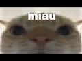 Download Lagu miau