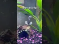 say hi in the comments