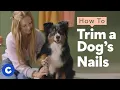 How To Trim a Dog s Nails Chewtorials