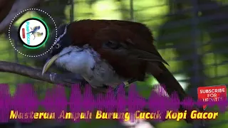 Download [Audio Master] Pump Kicau - Masteran Ampuh Burung Cucak Kopi Gacor MP3