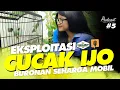Lagu EKSPLOITASI CUCAK IJO‼️Buronan LHK Seharga MOBIL #kicaumania