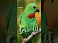 Download Lagu Suara Burung Serindit Gacor