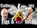 Download Lagu Cattleya rex - Tips \u0026 Trucs met William Green