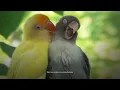 Download Lagu Lovebirds Sound: Creamino Male and Euwing Female