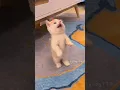 Download Lagu The little kitten is meowing!💕😻 #cat #cute  #kitten #meow