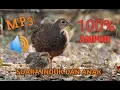 Download Lagu suara pikat campuran anak dan induk ayam hutan 2021