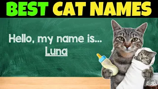 The 20 BEST Cat Names You ll Ever Hear
